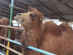 -南宫五洲植物乐园