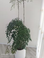 -HEYAN荷妍专业脱毛连锁机构