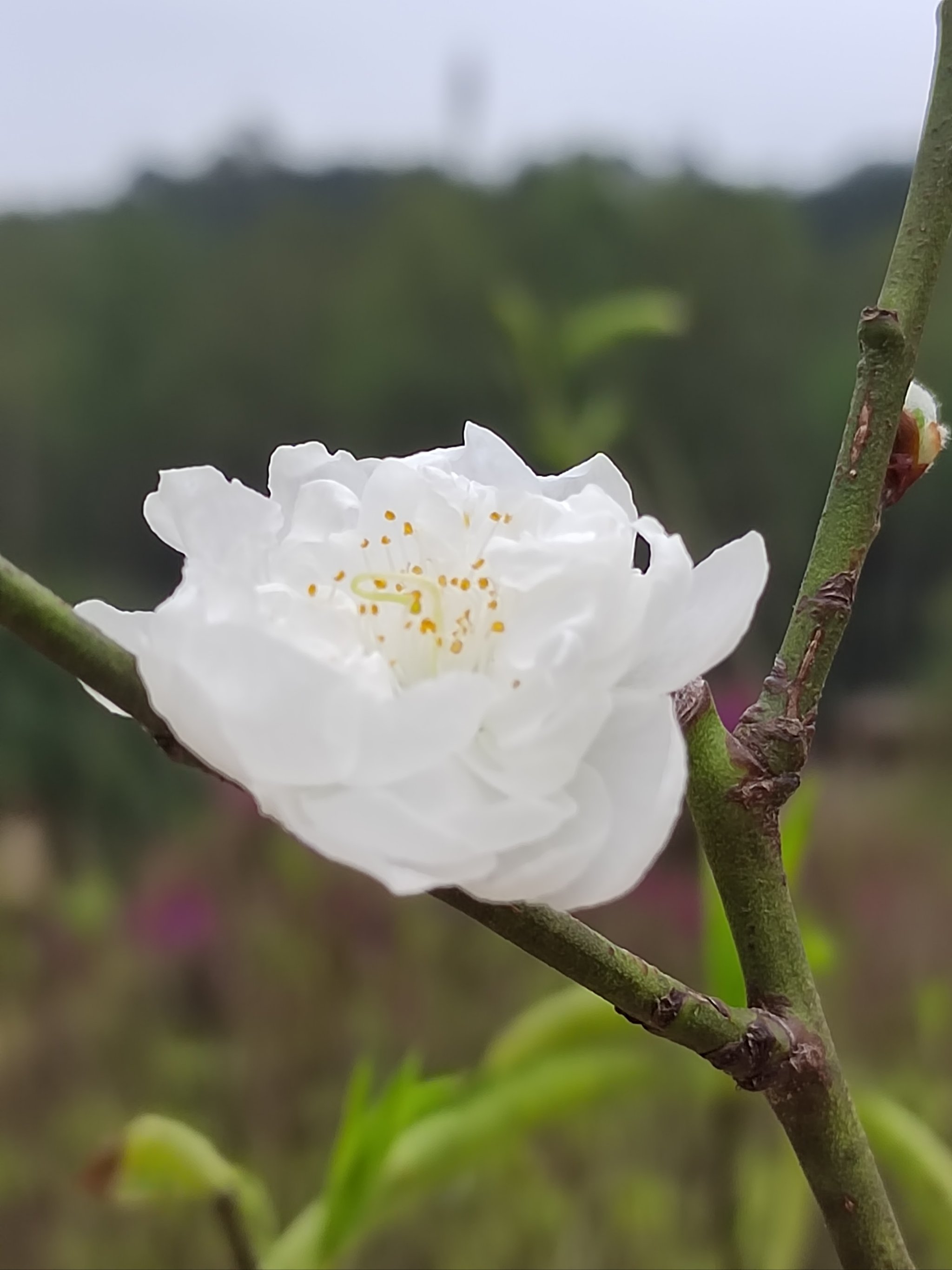 南国桃园 桃花图片