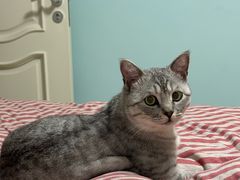 -中农国际动物医院24小时·猫科·骨科·急重症中心