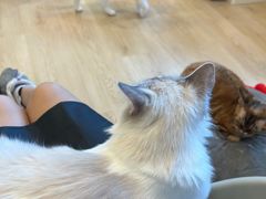 -有喵·猫咖·狗咖·30几只猫10只小狗(岗厦店)