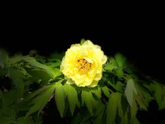 -洛阳市隋唐城遗址植物园