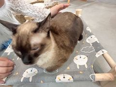 -Heymao猫咖.咖啡厅(东门店)