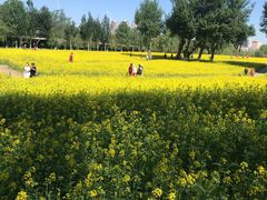 -长白岛森林公园