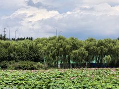 -东郊湿地公园