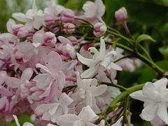 -黑龙江省森林植物园