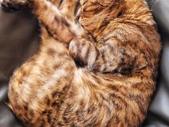 -飞行喵MR PILOT|猫舍·猫咖(静安大融城店)