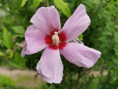 -大兴滨河森林公园