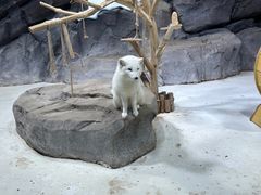 -海合安青岛极地海洋公园