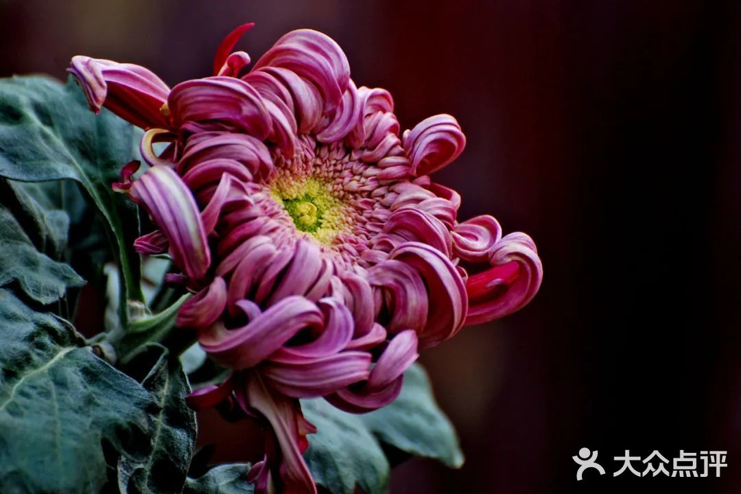 婀娜多姿  争奇斗艳  2021共青菊花展