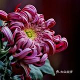 婀娜多姿  争奇斗艳  2021共青菊花展