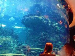 -迪拜帆船酒店海底餐厅