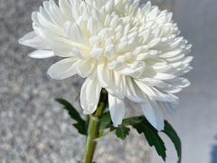 -侵华日军南京大屠杀遇难同胞纪念馆
