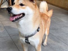 -帕帕拉兹宠物(亚洲旗舰店)