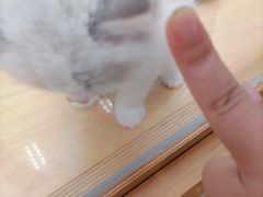 -帕帕拉兹宠物(亚洲旗舰店)