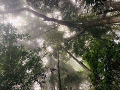 -海南霸王岭国家森林公园