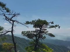 -王顺山国家森林公园