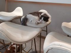 -飞行喵MR PILOT|猫舍·猫咖(静安大融城店)