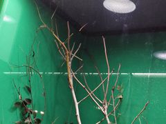 -上海大自然野生昆虫馆(东方明珠·爬宠昆虫探索中心)