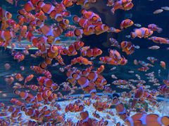 -海合安成都极地海洋公园