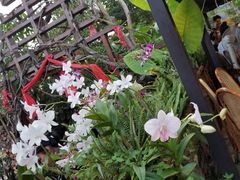 -火咂咂竹筒宴(告庄店)