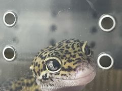 -酷以爬仙阁实体爬宠店·守宫·蜥蜴·专业繁育