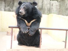 -东方熊牧场