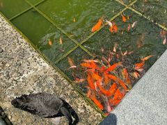 -南宁荔园维景国际大酒店·荔园中餐厅