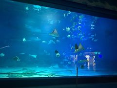 -烟台海昌鲸鲨海洋公园