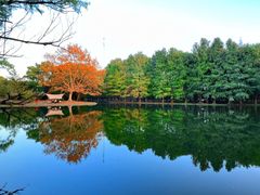 -上海共青森林公园