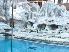 -帝企鹅自助餐厅•儿童岛•真企鹅(长隆企鹅酒店)