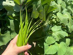 -樂桃源奉贤黄桃种植采摘基地