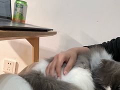 -李小姐の猫咖啡馆(五角场店)