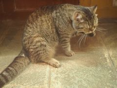 -猫咪博物馆(顶澳仔猫街店)