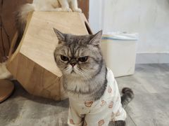-楼上猫咖(罗湖店)