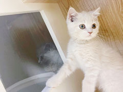 -老吴的猫·猫舍(新区店)