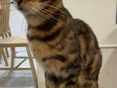 -楼上猫咖(罗湖店)