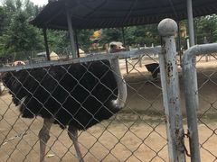 -意大利农场度假村