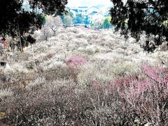 -香雪海