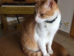 -猫咖时代(中山亭店)