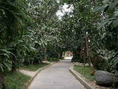 -瑞丽独树成林风景区