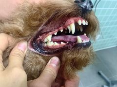 -哈尼爱宠·宠物生活会馆