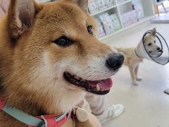 -爱妮康宠物医院·干细胞免疫细胞·肿瘤·心脏(张江店)