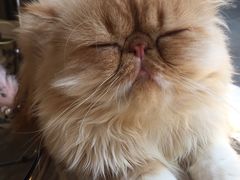 -More Fun猫咖 二十只万元加菲主题