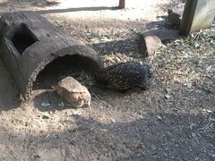 -费瑟代尔野生动物园