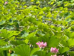 -莲花池公园