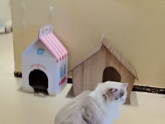 -藏猫猫咖啡主题馆(中央大道店)