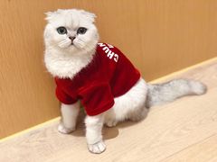 -CAT’S MEWSTAR CAFE·喵星球猫屋(晴湾咖啡店)
