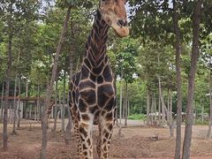 -清迈夜间动物园