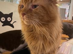 -猫小院猫主题咖啡厅(北锣店)